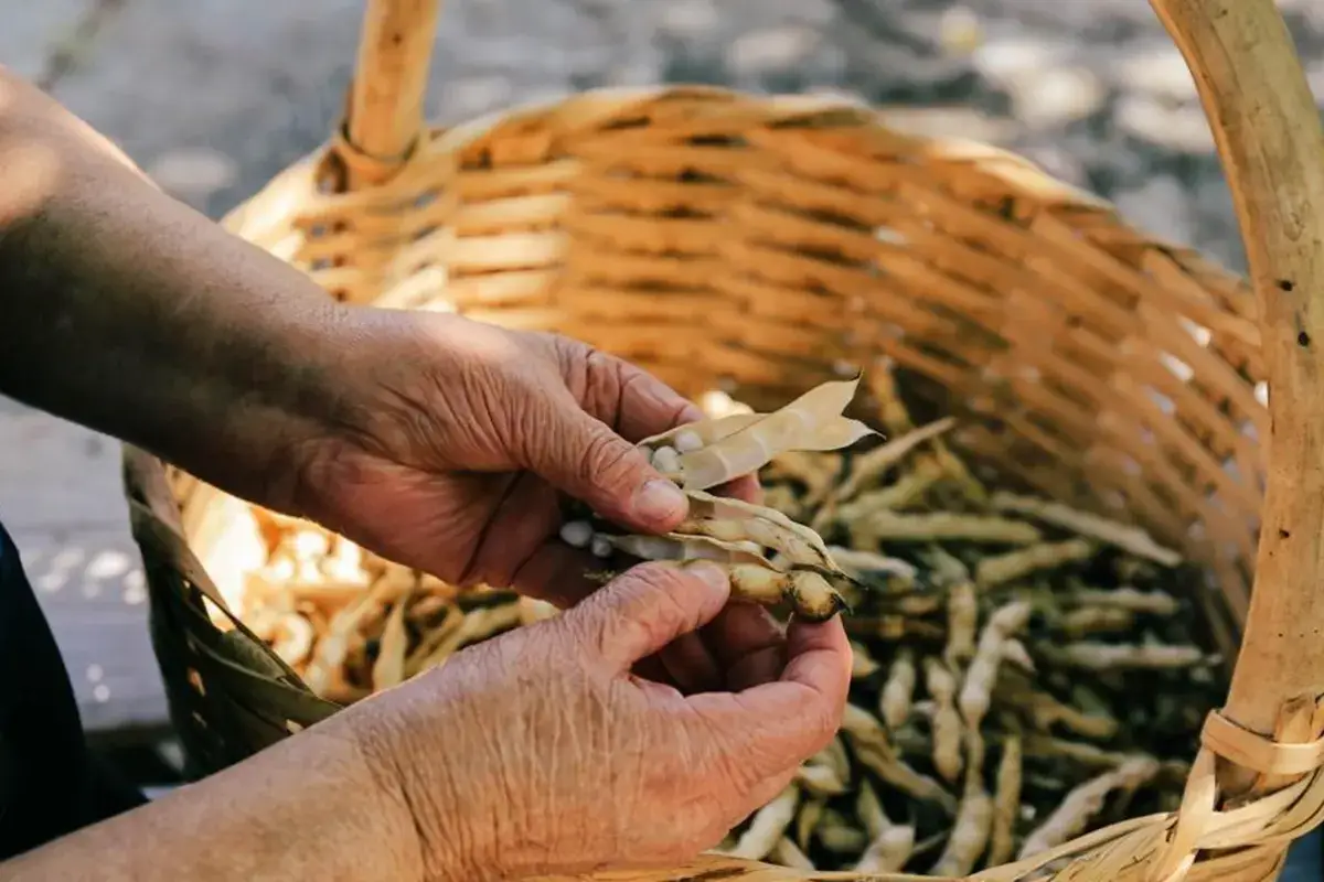 Il fagiolo poverello Calabria, il fagiolo poverello &egrave; presidio Slow Food